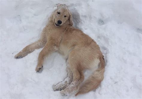 Winter Paw Care at Canine to Five - Canine To Five
