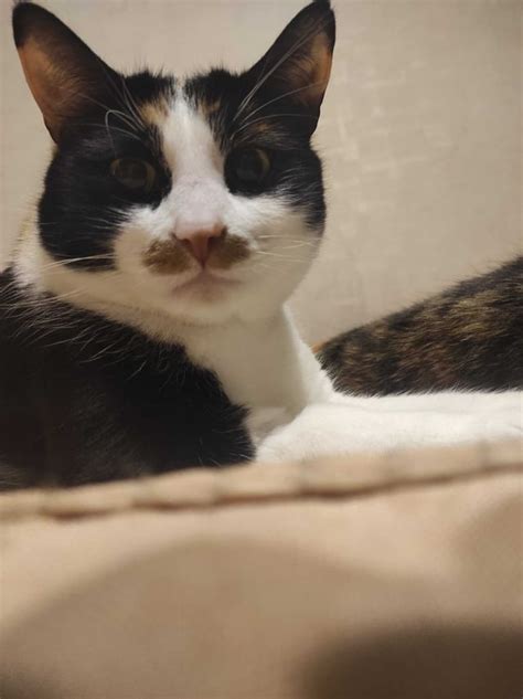 Adolf Catler : r/cats