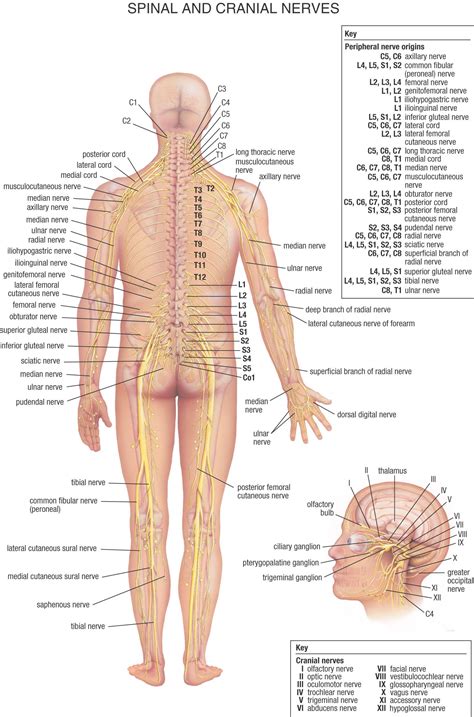 Human Body Back Nerves