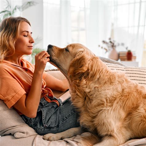 Golden Retriever's Bedtime Routine Has TikTok Laughing - PetHelpful