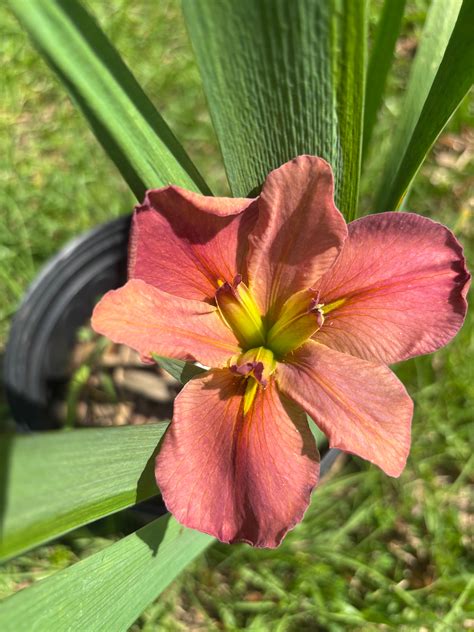 Lucky Dog – Louisiana Iris Farms