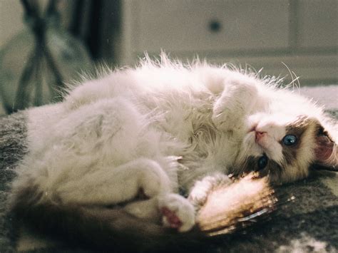 Ragdoll New Year's Gifts From CareForPets*RU Are Growing Up Kittens
