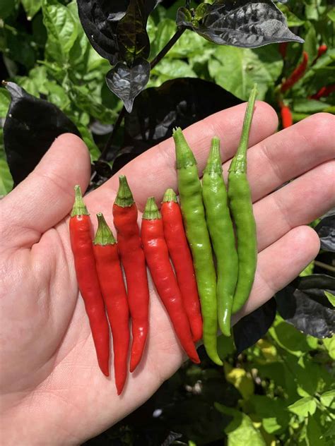 Hot Pepper Plants Identification Anatomy Of A Chile Pepper | Cayenne