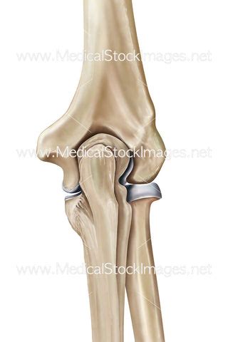 elbow joint medical stock images company