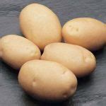 Сорт картофеля «Латона» – описание и фото