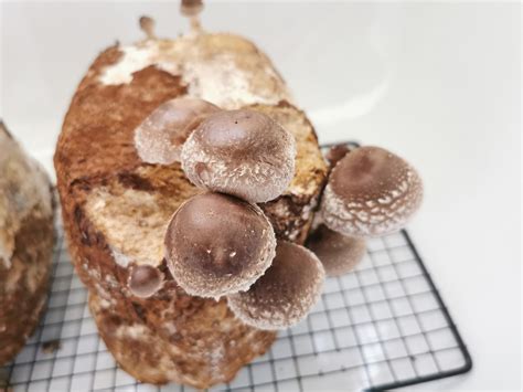 [general] are these ready? also does the last photo/block look like it