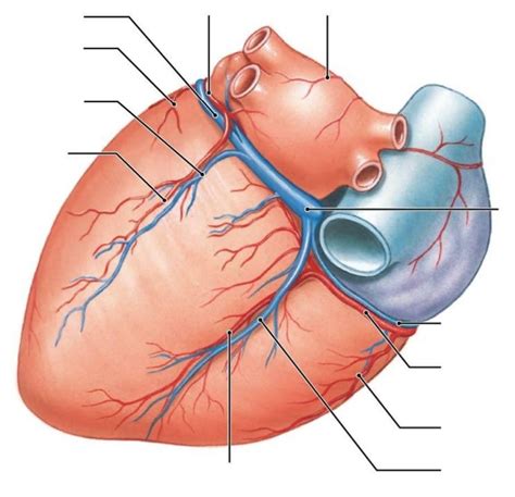 coronary vessels posterior diagram quizlet
