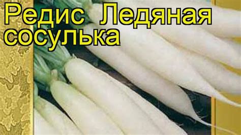Редис Ледяная сосулька. Краткий обзор, описание характеристик, где ...