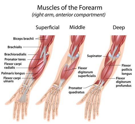 finger flexor tendon pulley injuries eastern sierra physical therapy