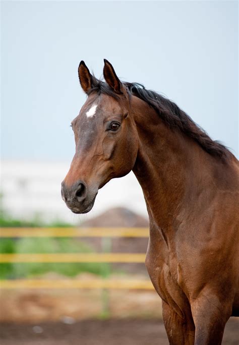 Writer Katie Grant – Author of Blue Horse: Finding Home, available on