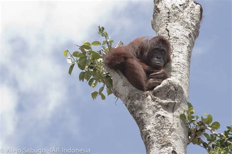 Ketapang Orangutan Rescue Unit - The Orangutan Project