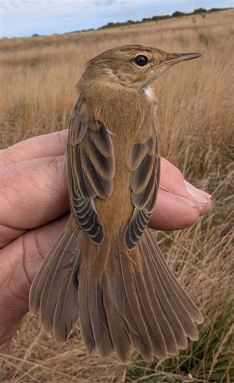 Ultra-rare Reed Warbler × Sedge Warbler hybrid ringed in Wiltshire
