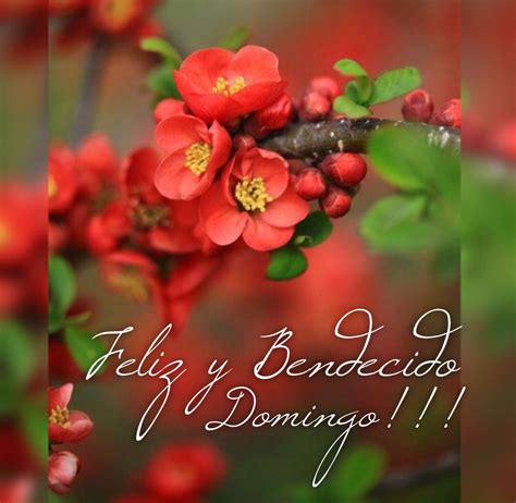 Imagenes De Feliz Domingo Con Bendiciones Imagenes