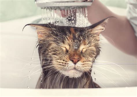 can you use dog shampoo on cats 6