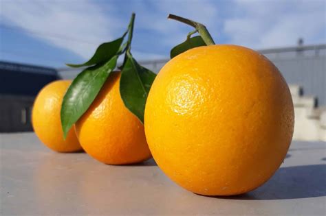The Unexpected History Behind The Word Orange | TouristSecrets