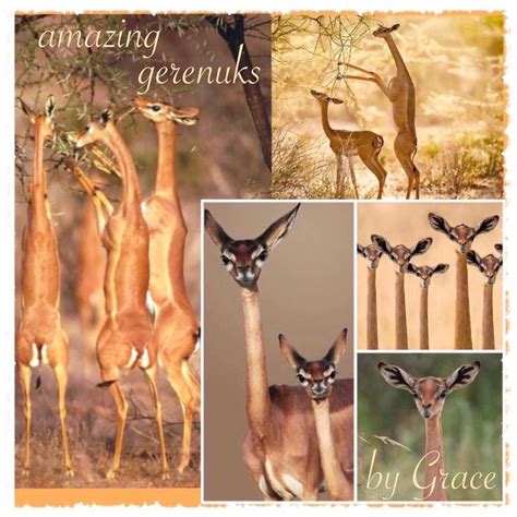 Gerenuks - Long Necked Antelope from East Africa