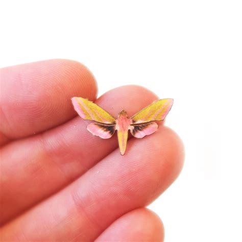 'Micro Elephant Hawk' Moth - Moth & Myth