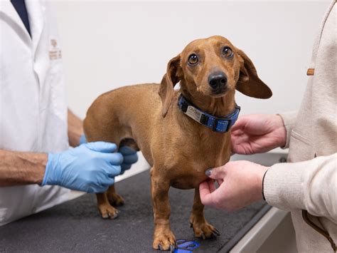 How Do Dogs Get Slipped Discs