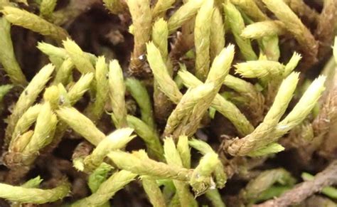 Braunia secunda · iNaturalist