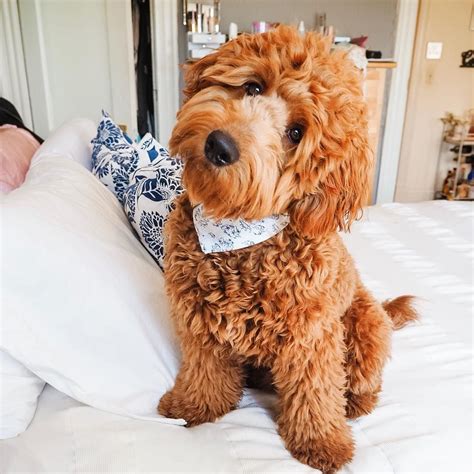 mini groodles golden retriever mini poodle mix info pictures