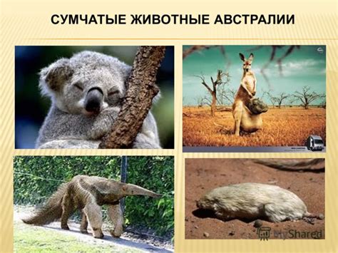 Презентация на тему: "Наша планета щедра и богата: Горы, леса и поля, С ...