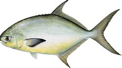 Pompano (fish) | Fishing from Florida Shores