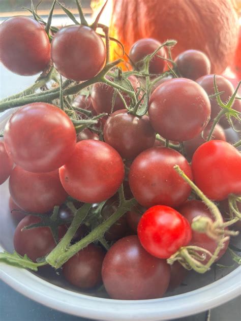 Tomaten – Plant Agere