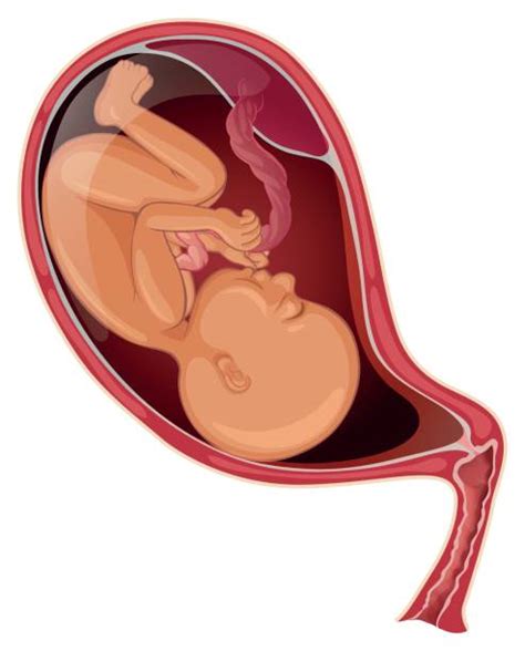 Womb Diagram Illustrations, Royalty-Free Vector Graphics & Clip Art ...