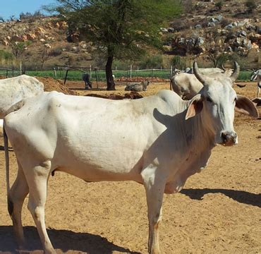 Goshala- Cow Shelter Vrindavan, Goshala In Mathura Cow Shelter India ...