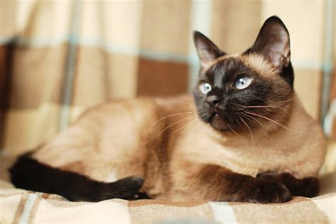 62 Best Siamese Cat Names | Great Pet Care