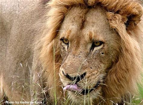 The Mapogo story. – WildEarth