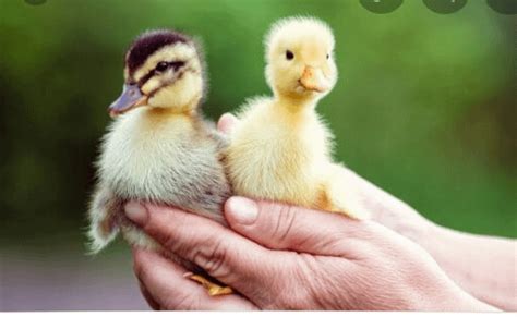 Duck baby : r/DuckMemes