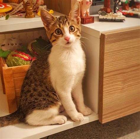cats with cucumbers 1