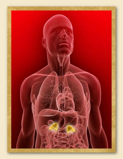 Adrenal Gland Disorders | Northrivermedicalcenter.com