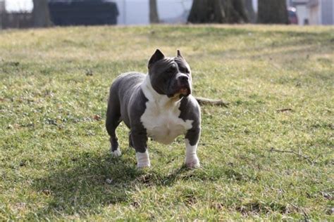 My dogs — My Beautifful Girl