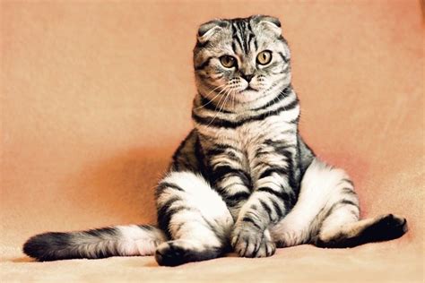 rekomendasi  nama kucing jantan korea lengkap  maknanya