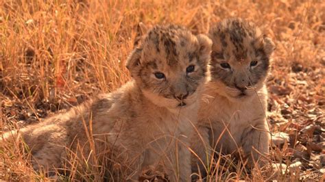First Ever Lion Cubs Born Via Artificial Insemination Spells Good News ...
