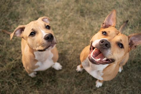 Diferenças entre cães machos e fêmeas influenciam dia a dia – Portal ...