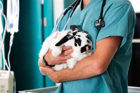 Are there rabbit specialist vets? - Vet Help Direct