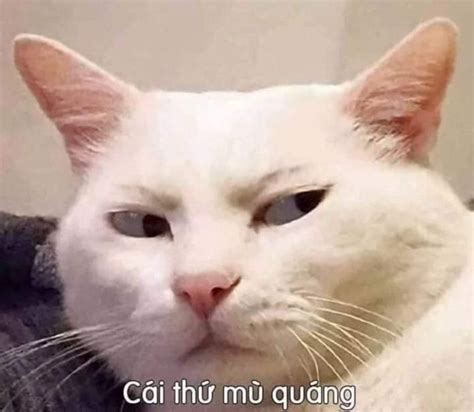 Meme mèo với ánh mắt khinh bỉ dành cho đứa mê trai mù quáng. (Ảnh ...