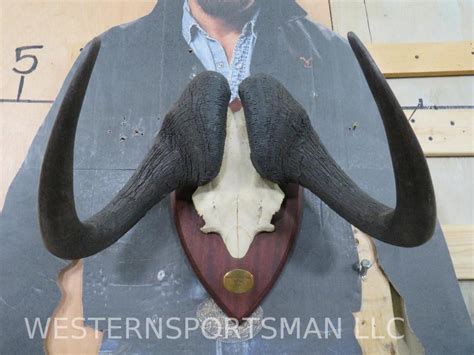 At Auction: White Tailed Gnu Horns on Plaque TAXIDERMY