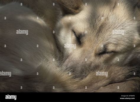 Alaska sled dog Stock Photo - Alamy