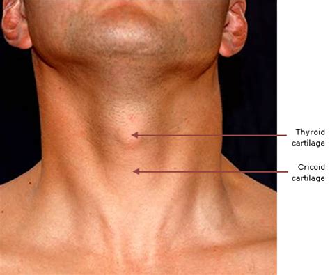 Cricoid Cartilage