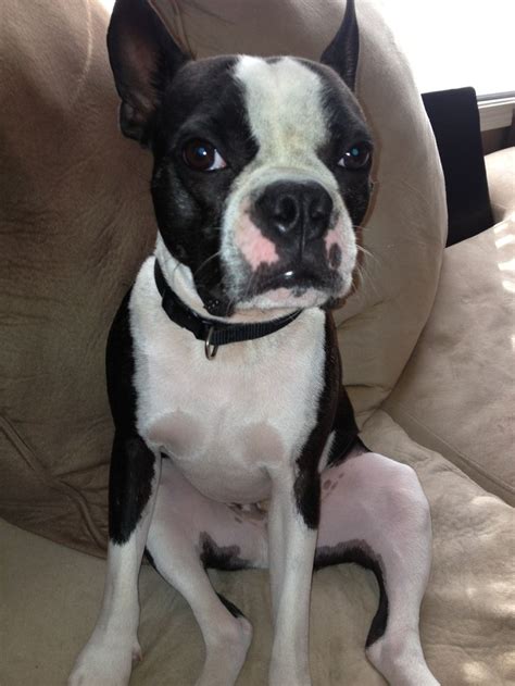 This is the next dog we are getting Boston Terrier/French Bulldog mix ...