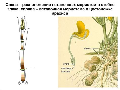Мерисистемы - презентация онлайн