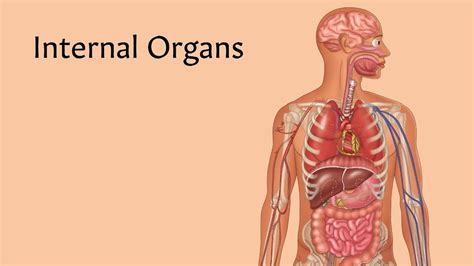 Internal Organs | AnatomyStuff - YouTube