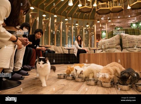 Ein Katzencafe in Tokio, Japan Stockfotografie - Alamy