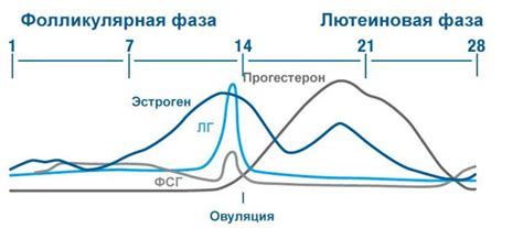 Гормон эстрадиол у женщин и мужчин | Университетская клиника