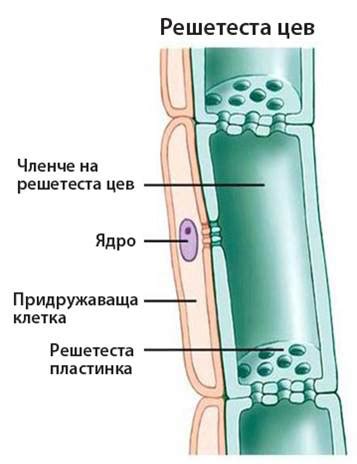 Растителни тъкани