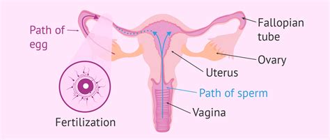 Diagram of the journey of sperm to egg